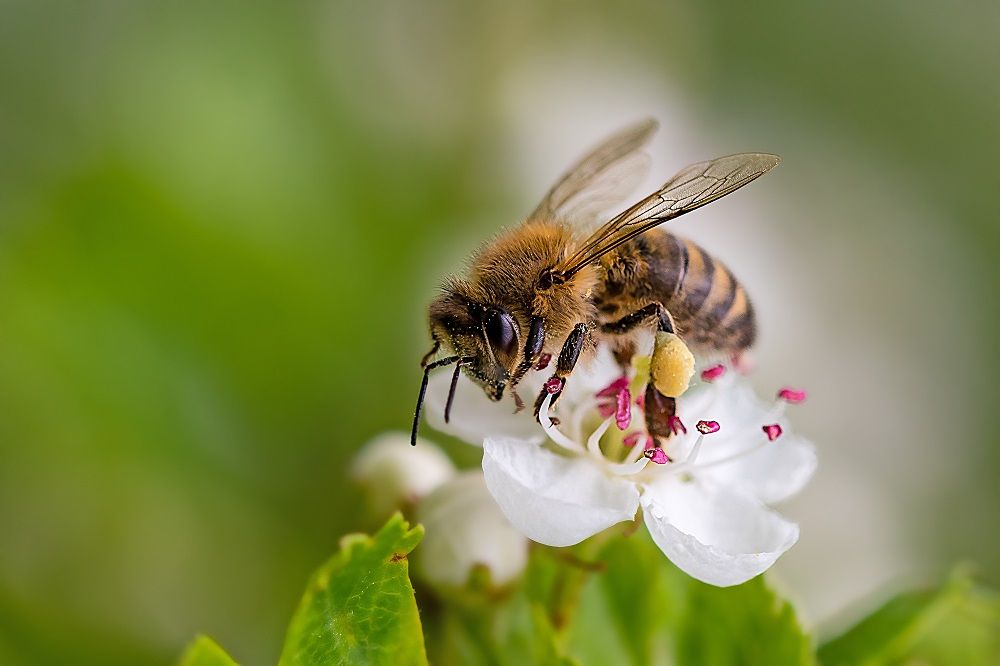 Včela opylující květ